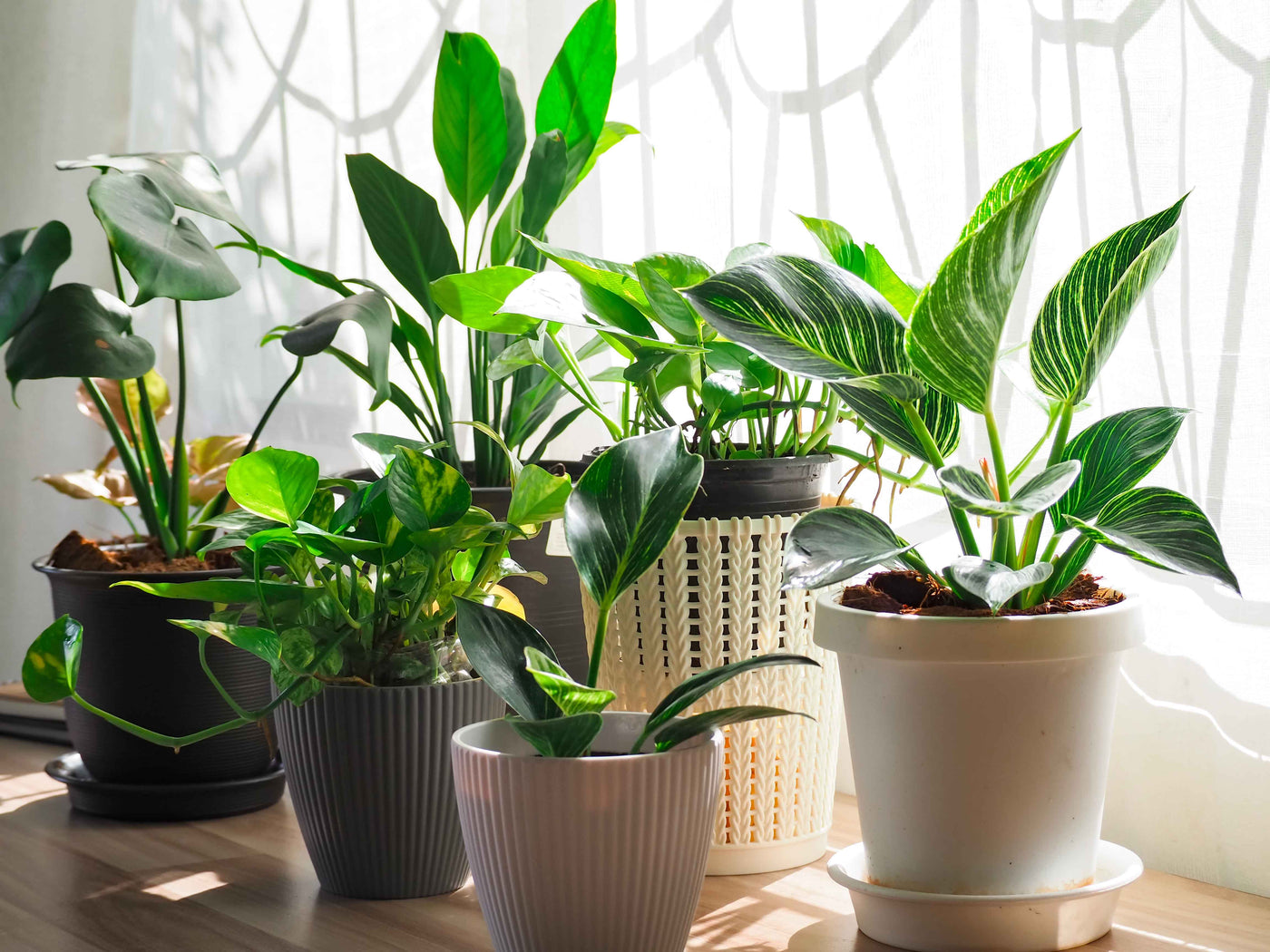 Plantes et décorations
