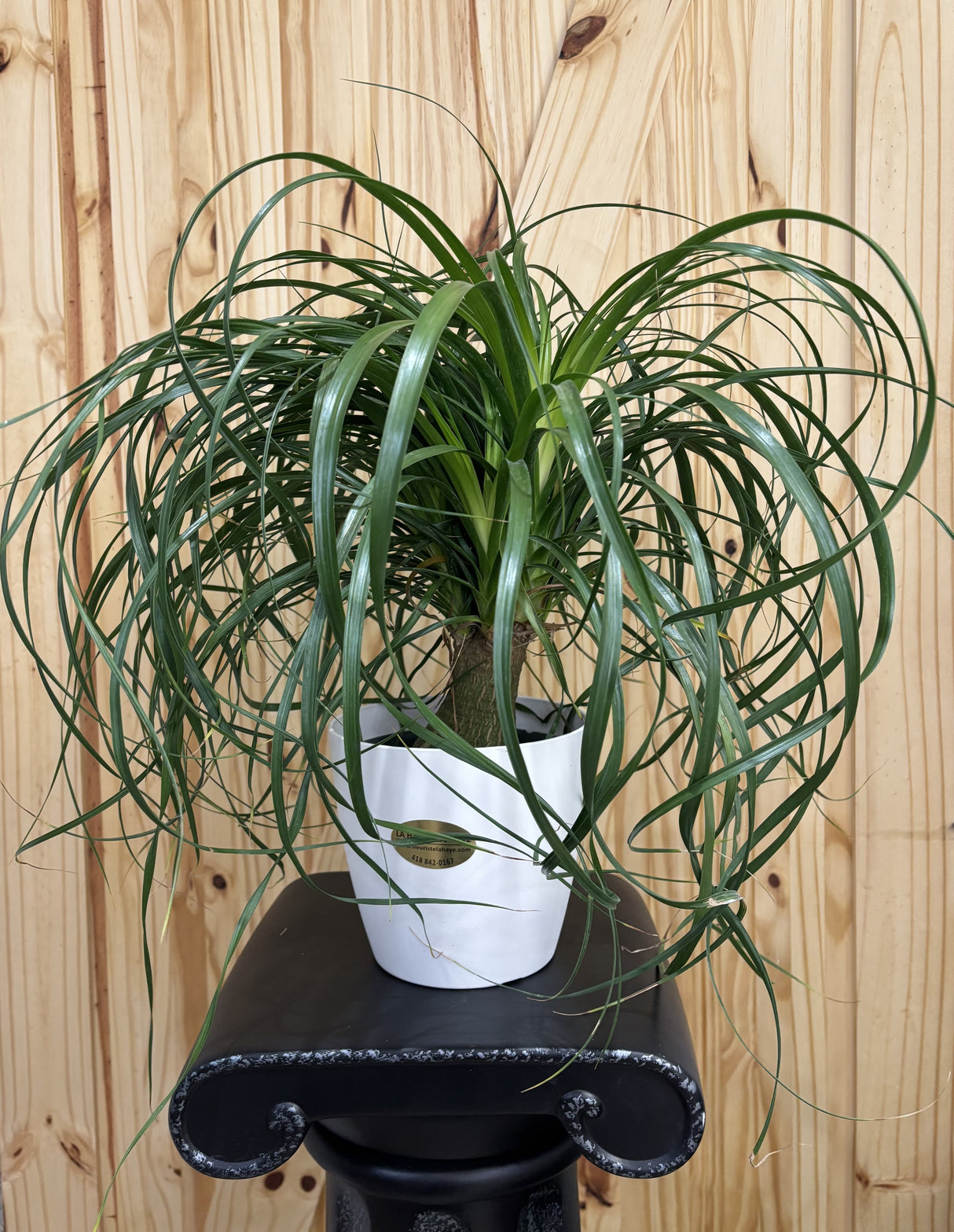 Plante naturelle Beaucarnea