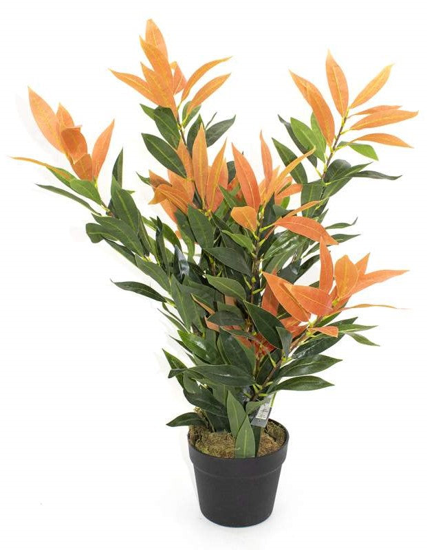 Plante permanente Photinia japonaise