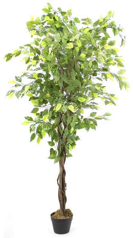 Plante permanente Ficus Benjamina