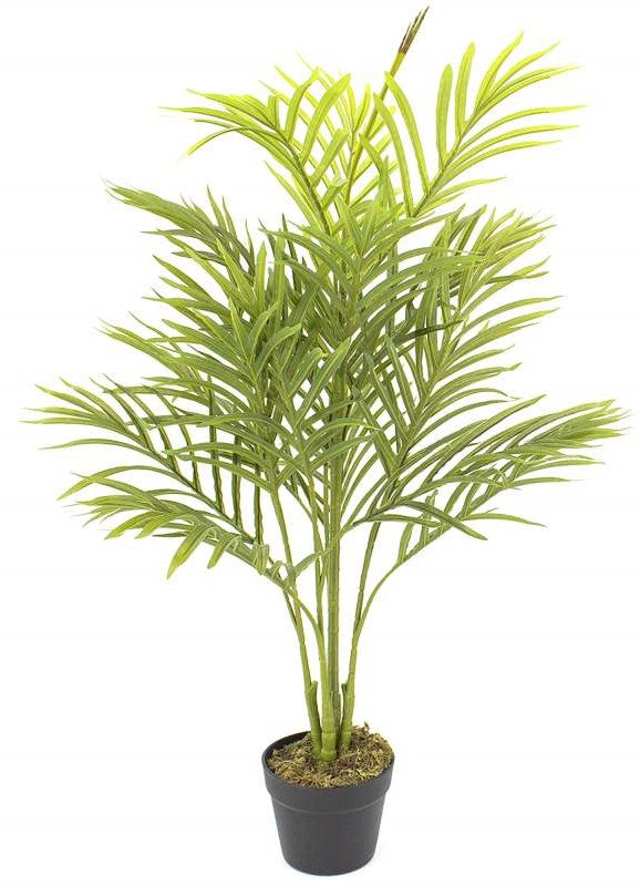 Plante permanente palmier