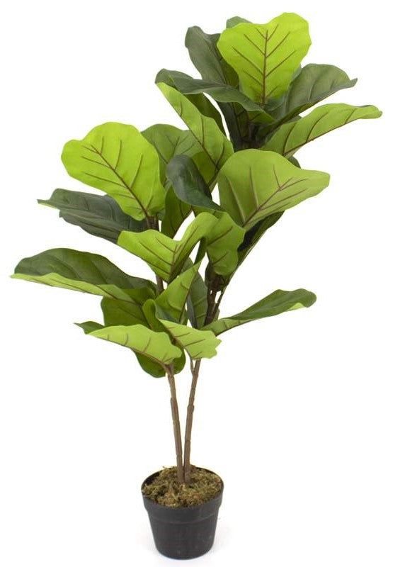 Ficus lyrata plante naturelle