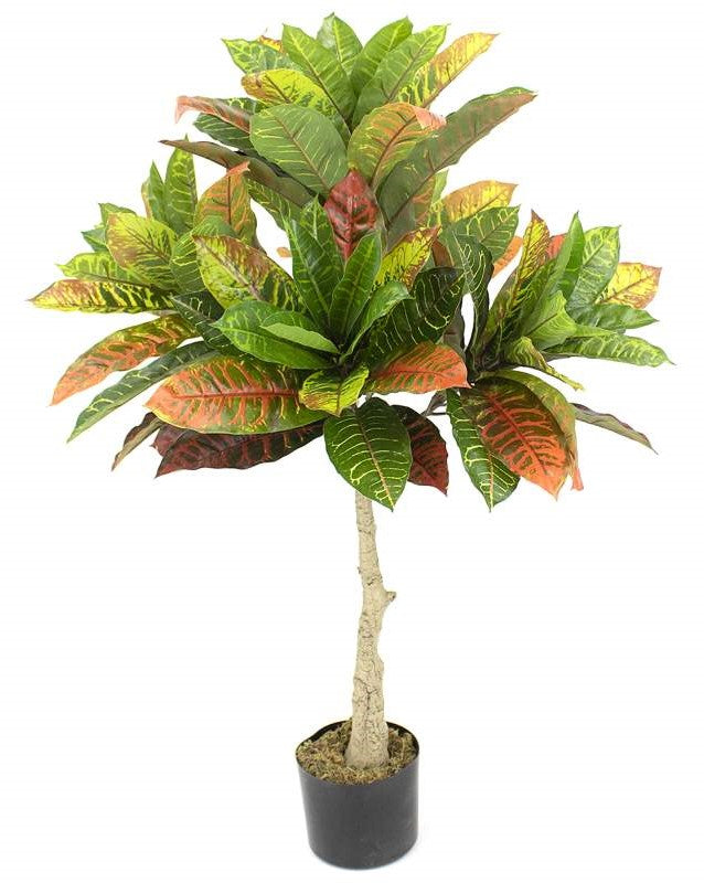 Plante permanente Croton