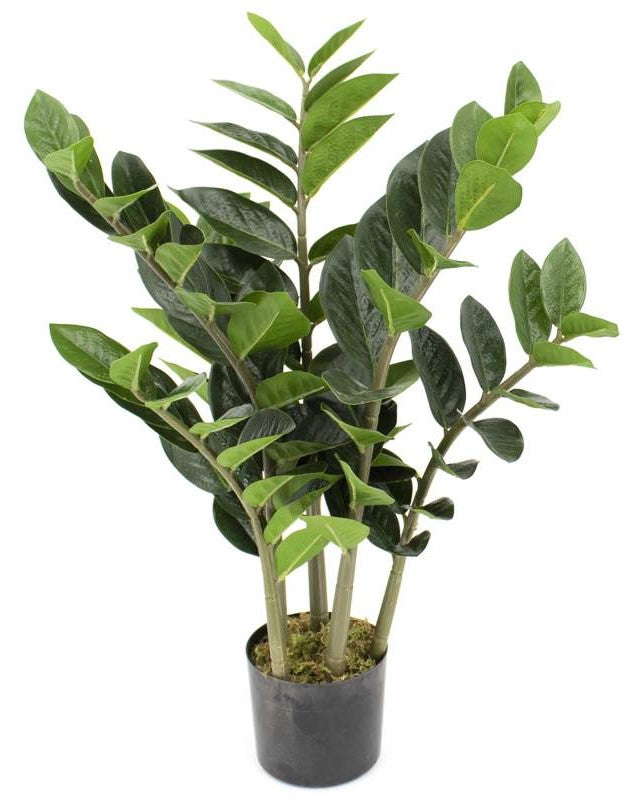 Zamioculcas plante naturelle