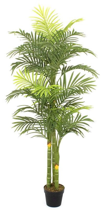 Plante permanente palmier