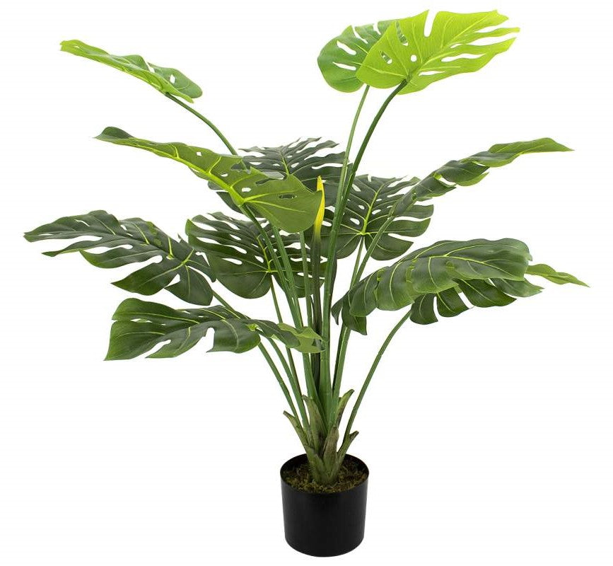 Plante permanente Monstera