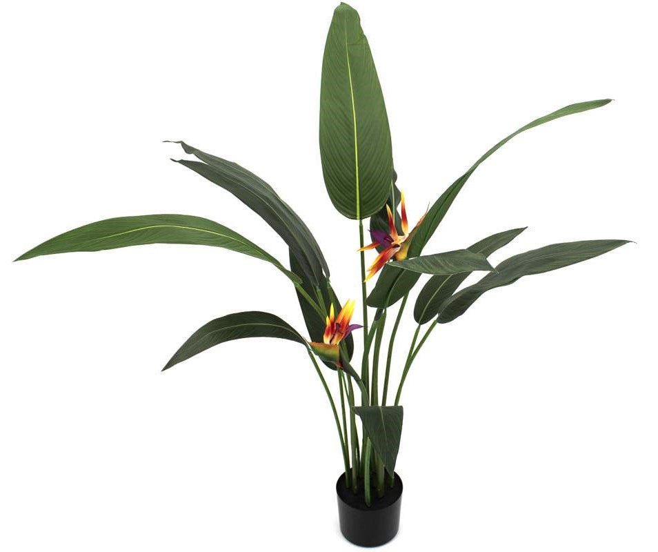 Plante permanente Oiseau du paradis