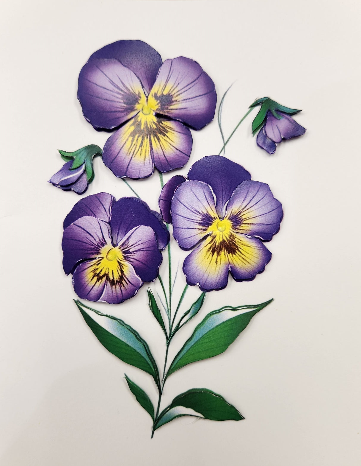 Pensées mauves fleurs naturelles