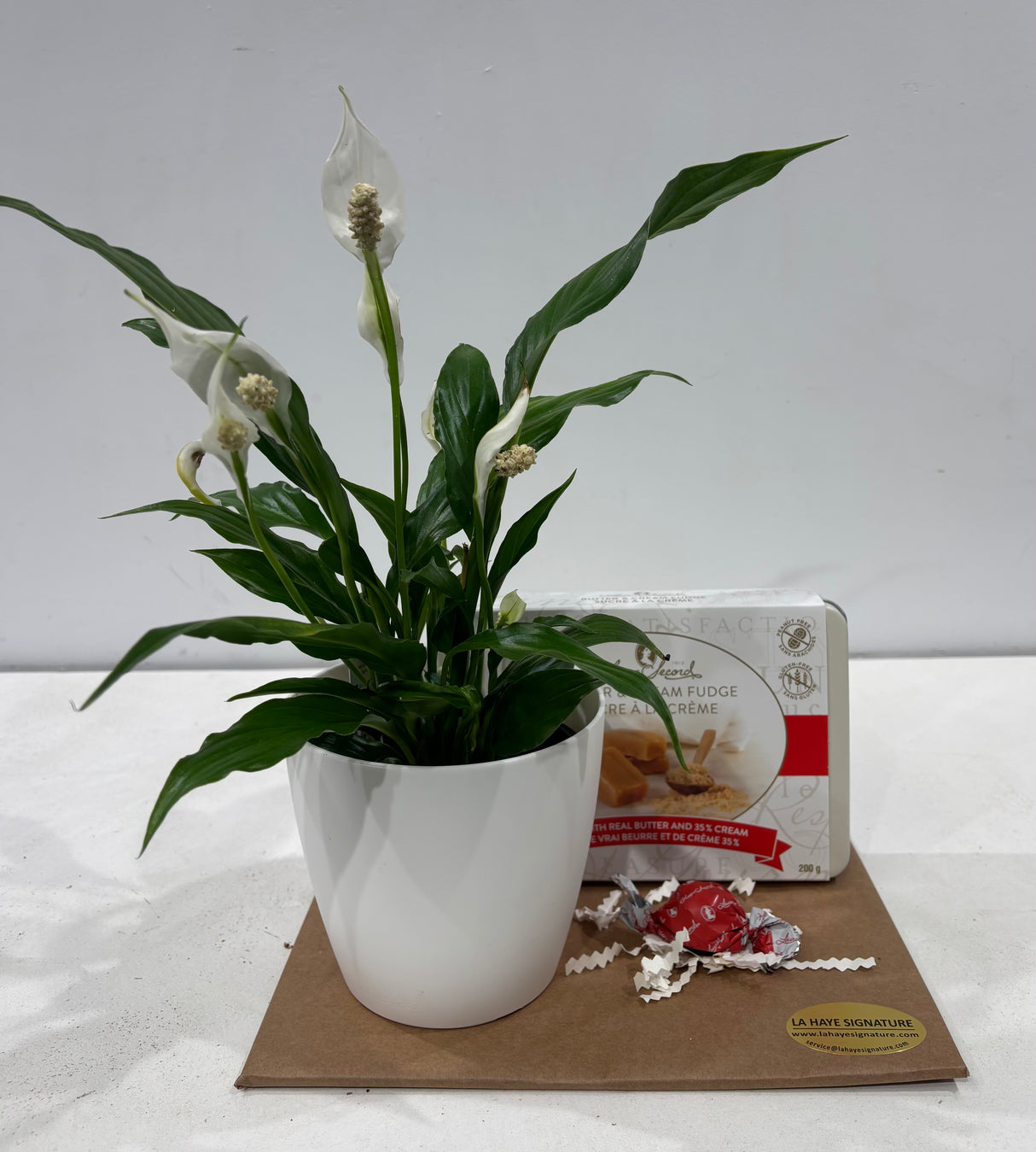 Combo Spathiphyllum Sucre à la crème