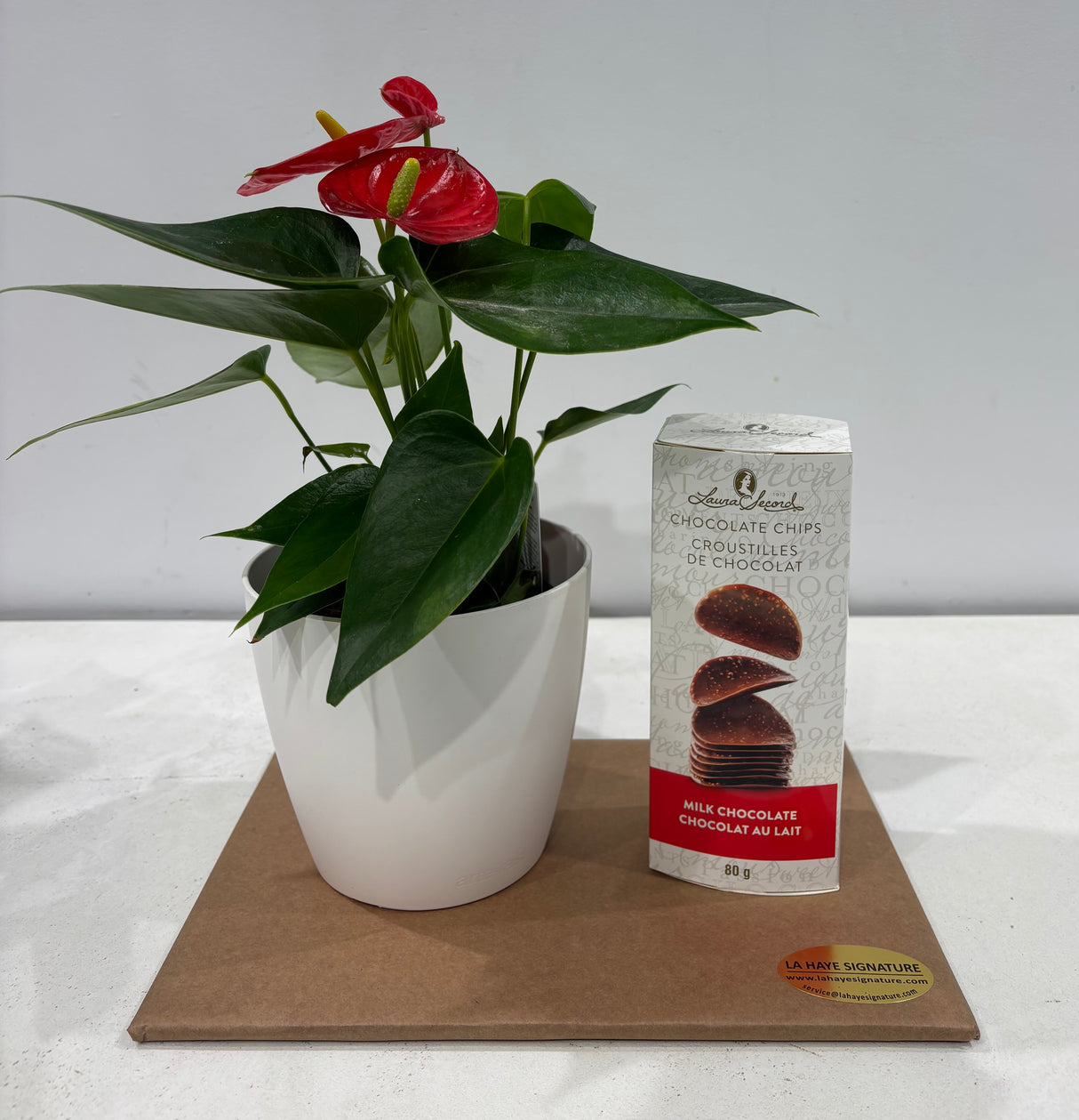 Combo plante anthurium et croustilles de chocolat