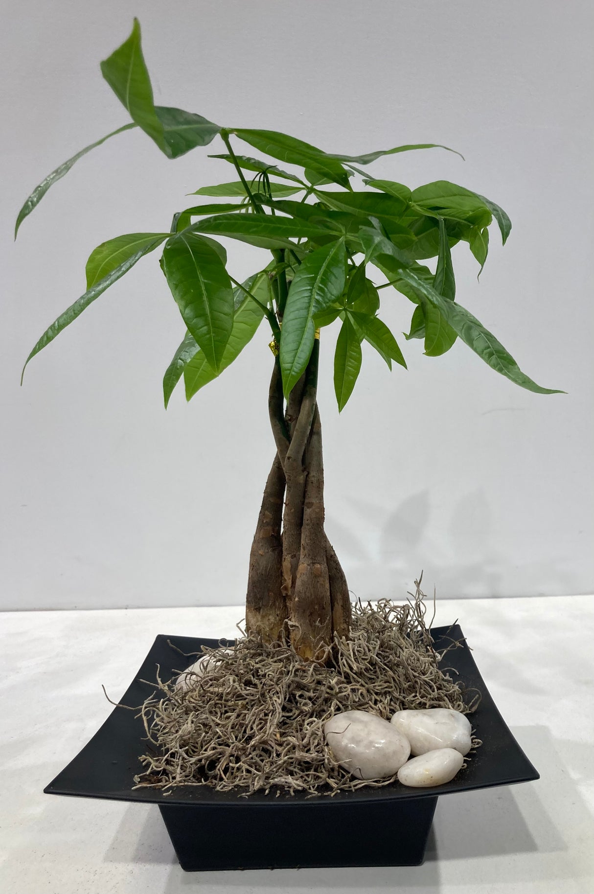 Pachira aquatica plante naturelle
