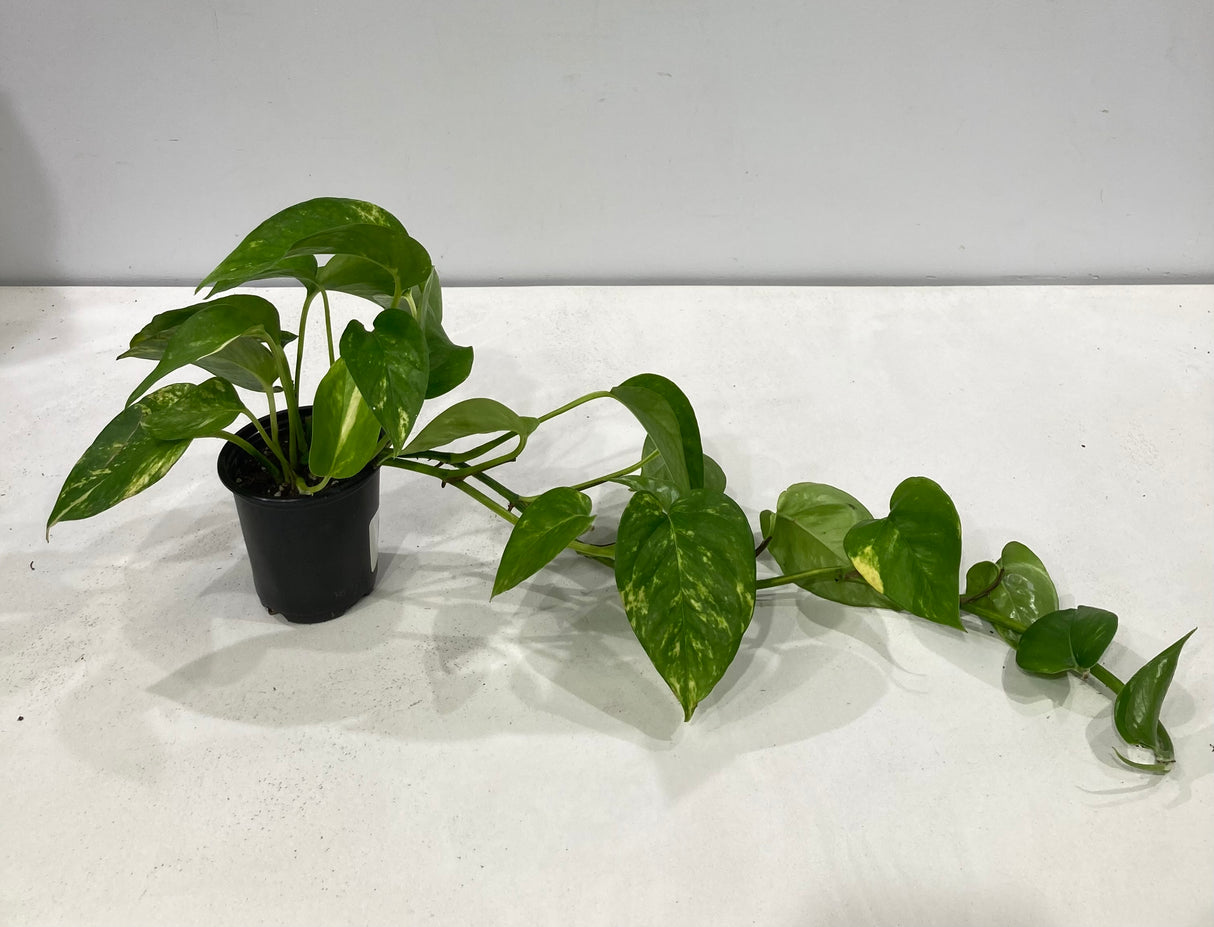 Plante naturelle Pothos