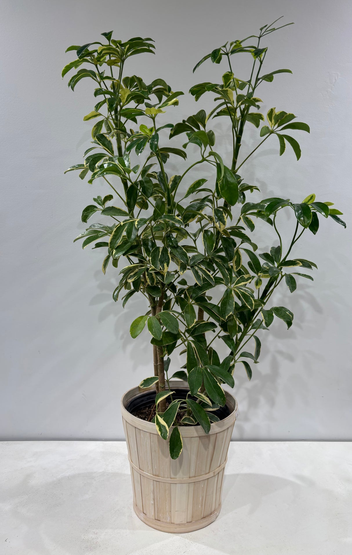 Plante naturelle Schefflera arboricole 8 pouces