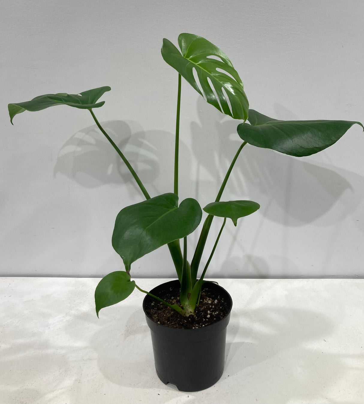 Plante naturelle Monstera