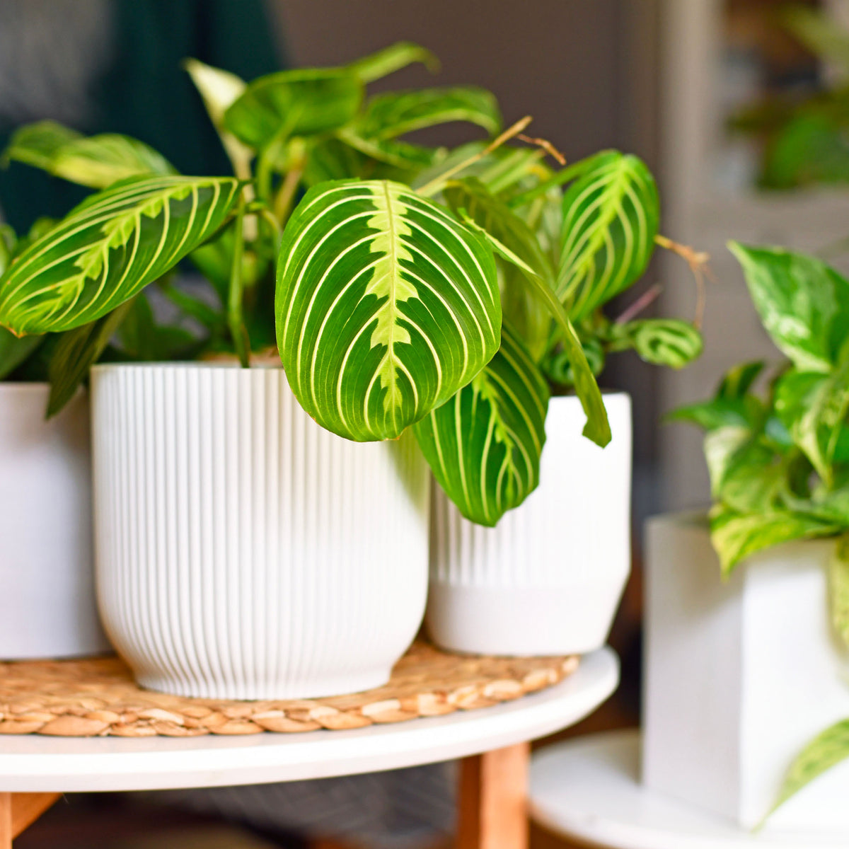 Cache-pots design pour toutes vos plantes – La Haye Signature