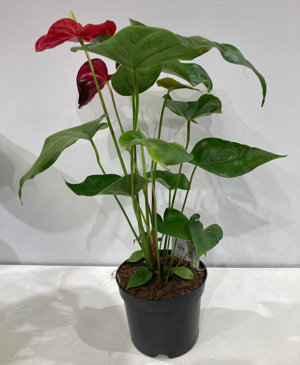 Plante naturelle - Anthurium