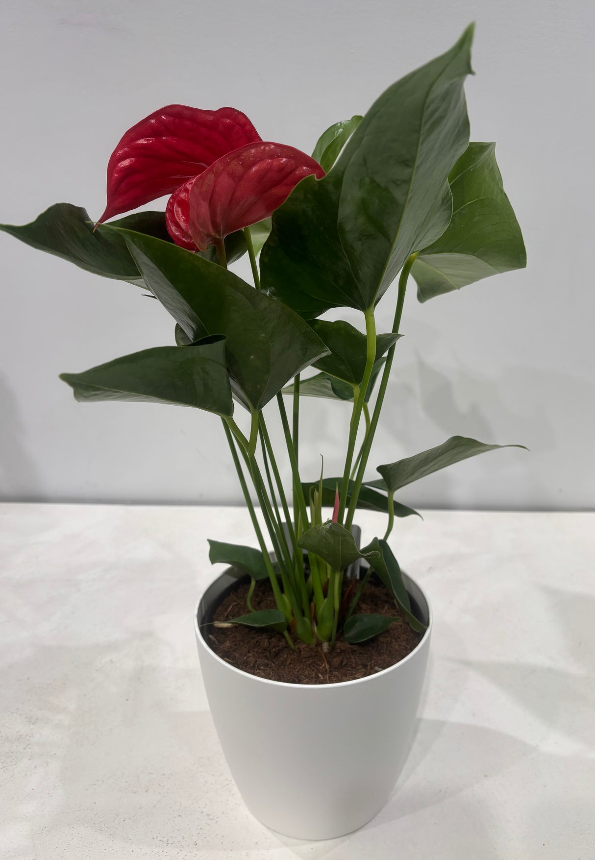Plante naturelle - Anthurium _ 6''