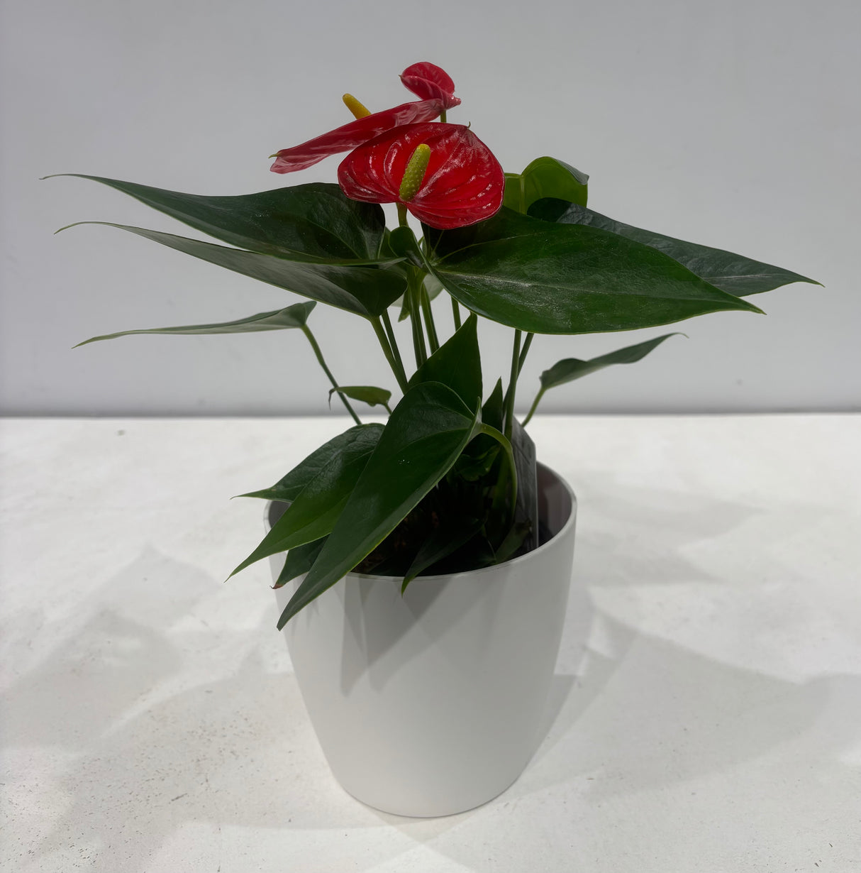 Plante naturelle - Anthurium _ 4''