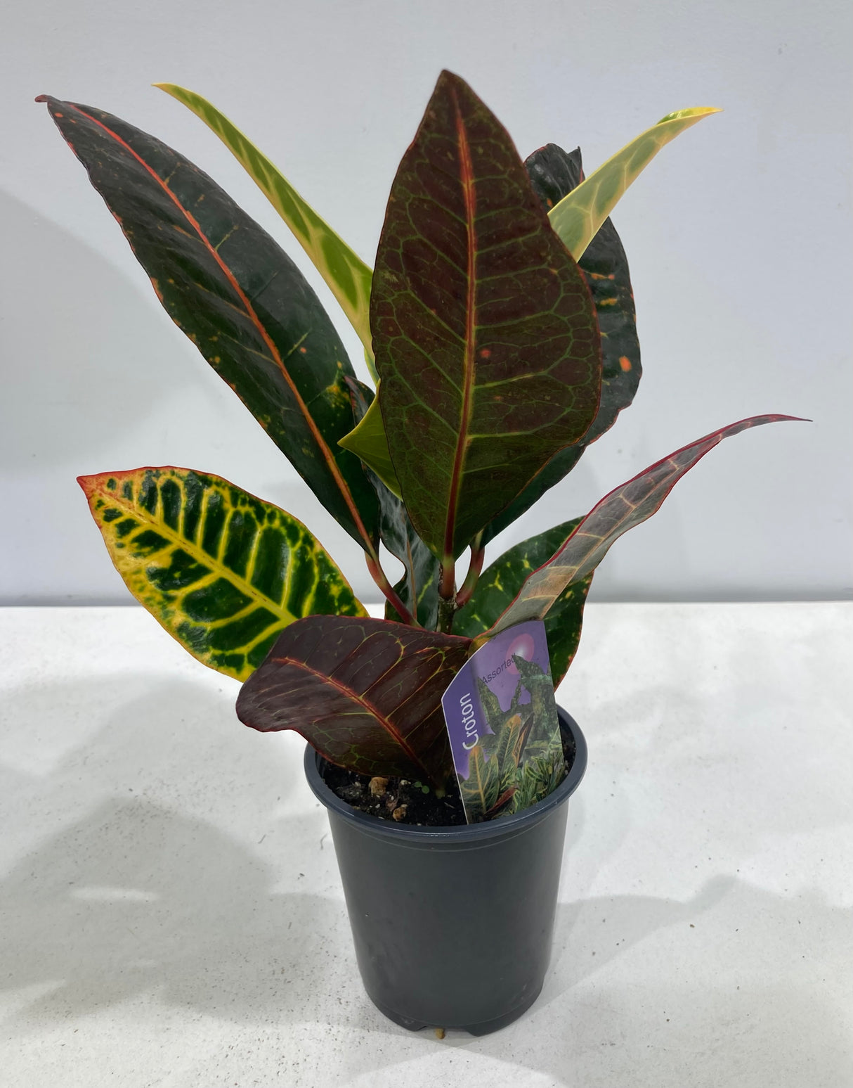 Plante naturelle - Croton