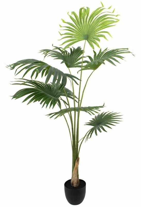 Plante permanente - Palmier 160cm avec protection UV