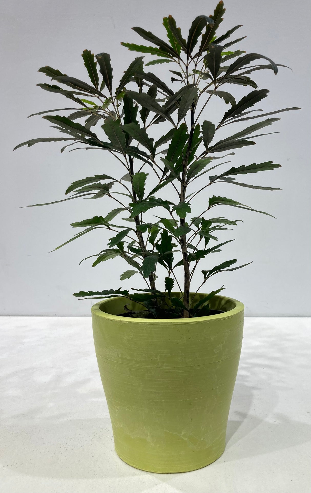 Plante naturelle - Faux Aralia (Aralia Elegantissima)