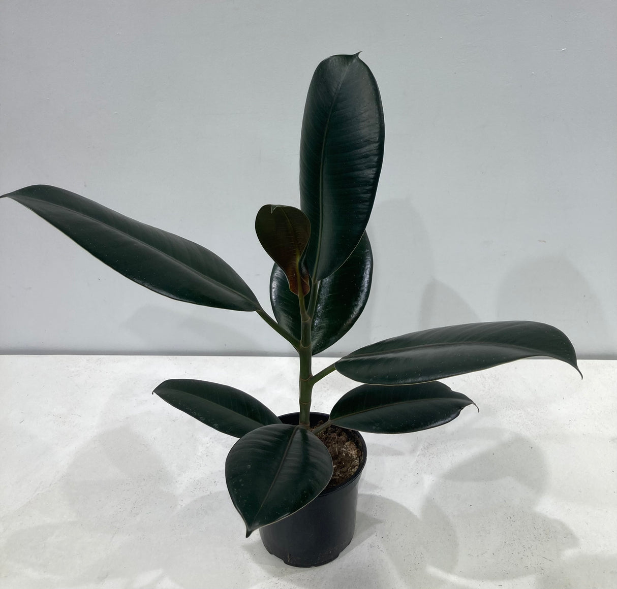 Plante naturelle - Ficus elastica (Caoutchouc)