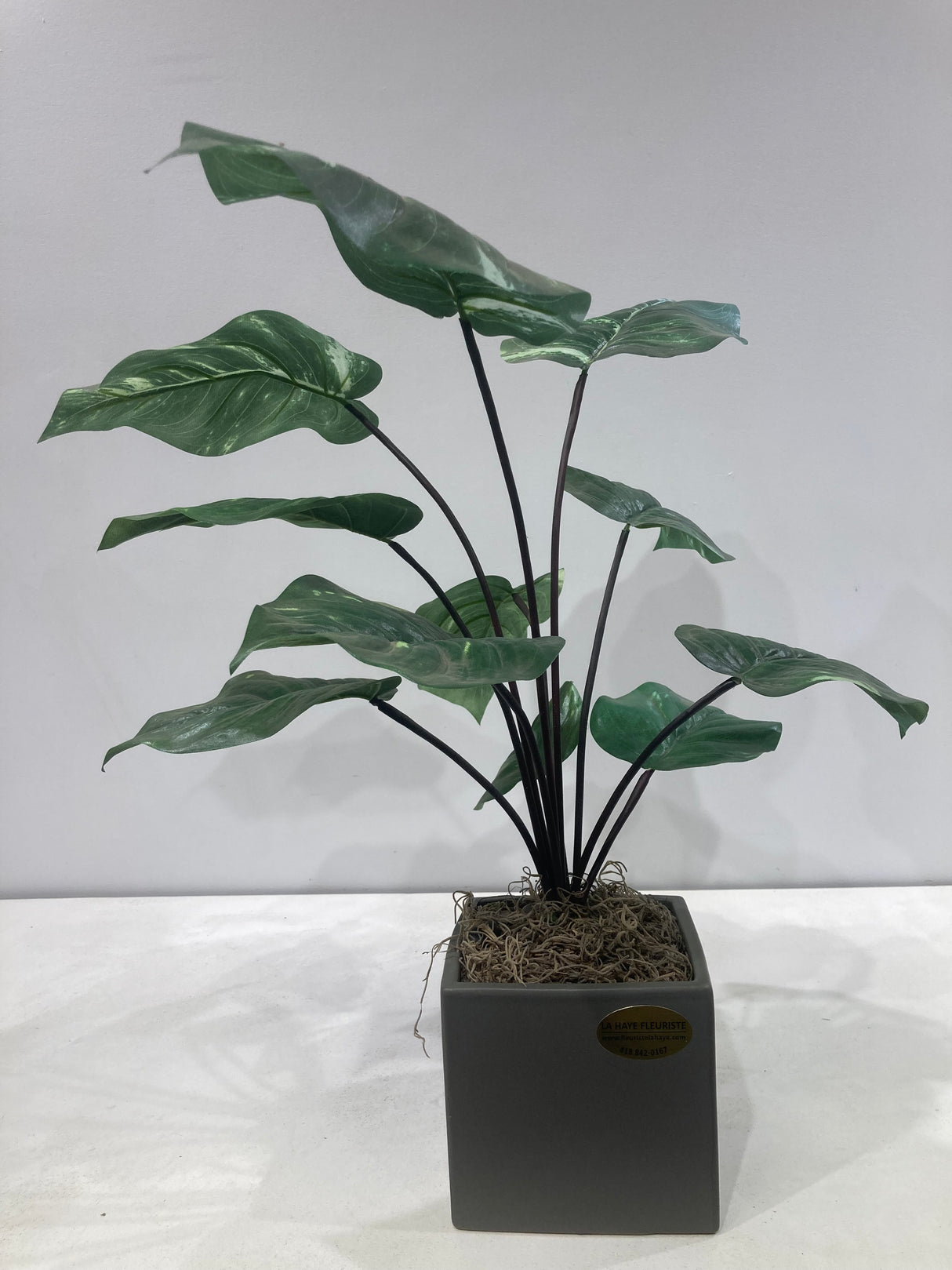 Plante permanente - Aglaonema