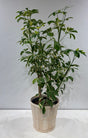 Plante naturelle Schefflera arboricole 8 pouces