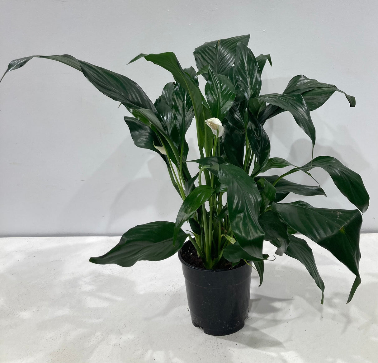 Plante naturelle - Spathiphyllum