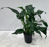 Plante naturelle - Spathiphyllum