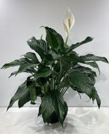 Plante naturelle - Spathiphyllum